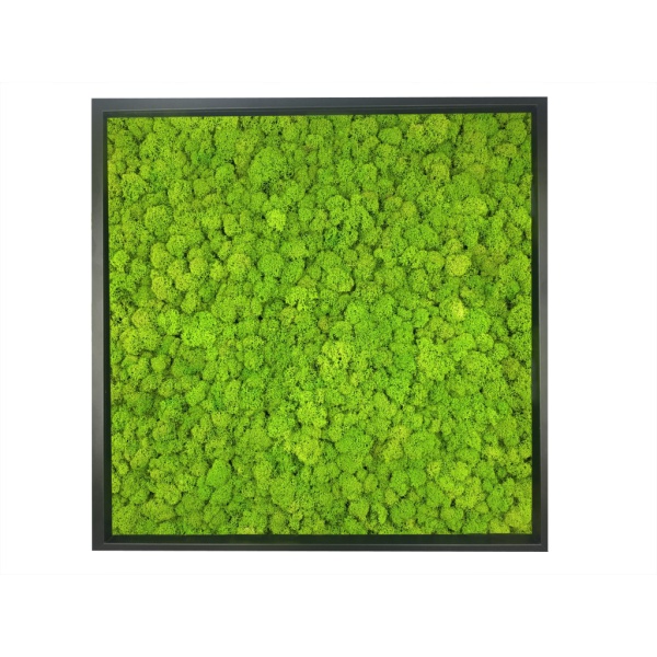 Framed Moss Painting - Moss Wall Art made of Preserved Finnish Reindeer Moss, Spring green Color in a 52x52cm Black wooden frame